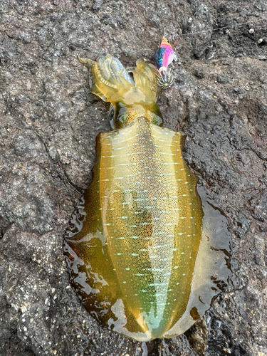 アオリイカの釣果