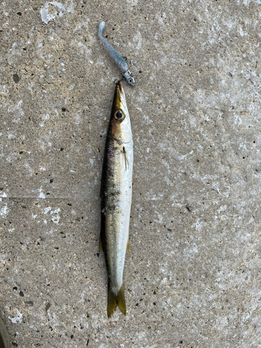 アカカマスの釣果