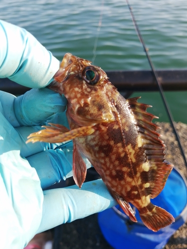 カサゴの釣果