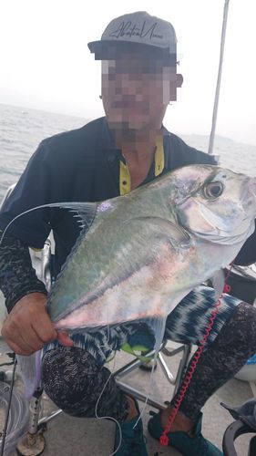 イトヒキアジの釣果