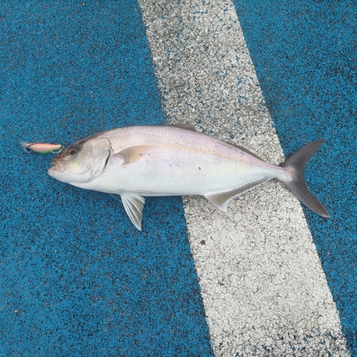 ショゴの釣果