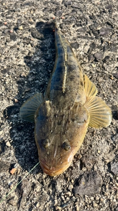 マゴチの釣果