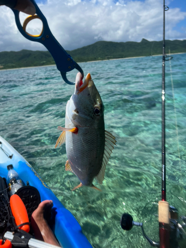 ムネアカクチビの釣果