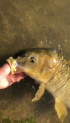 コイの釣果