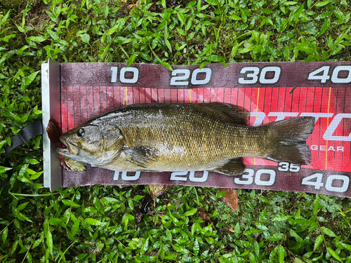 スモールマウスバスの釣果