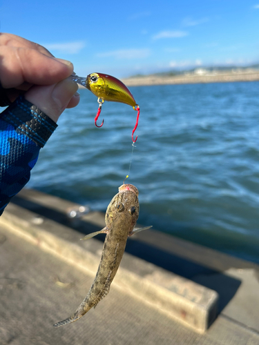 マハゼの釣果