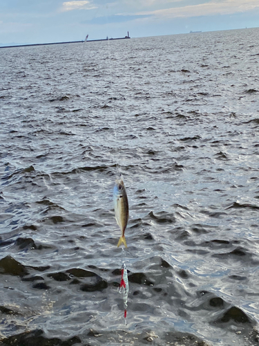 サバの釣果