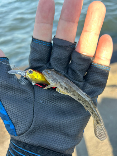 マハゼの釣果