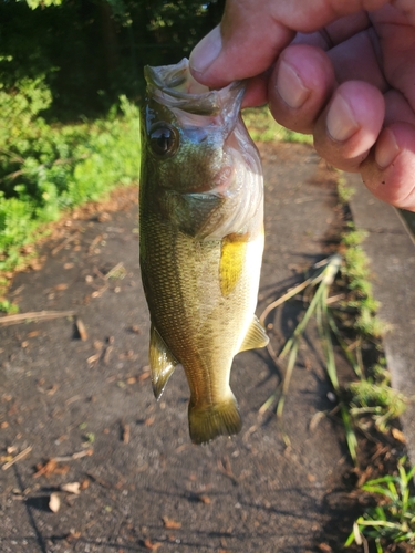 ブラックバスの釣果