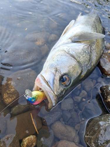 シーバスの釣果