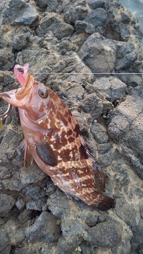 キジハタの釣果