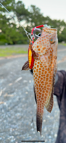 オオモンハタの釣果