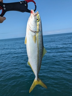 ヤズの釣果