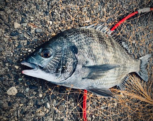 クロダイの釣果