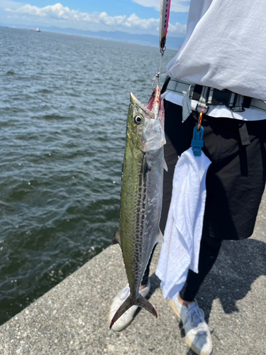 サゴシの釣果