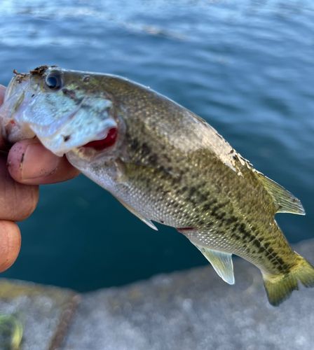 ラージマウスバスの釣果