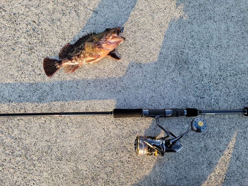 アラカブの釣果