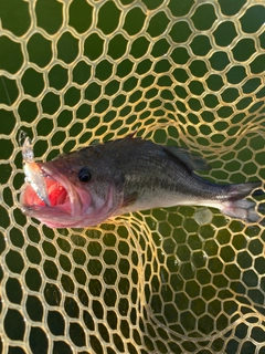 ラージマウスバスの釣果