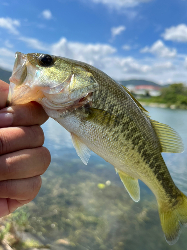 ラージマウスバスの釣果