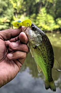 ラージマウスバスの釣果