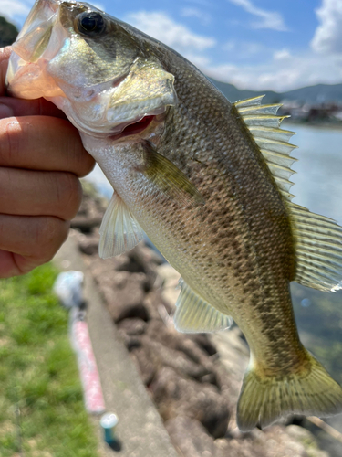 ラージマウスバスの釣果