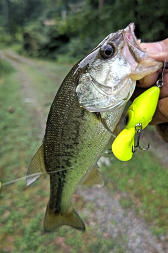 ラージマウスバスの釣果