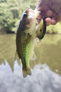 ラージマウスバスの釣果