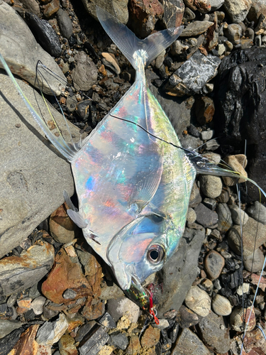 イトヒキアジの釣果