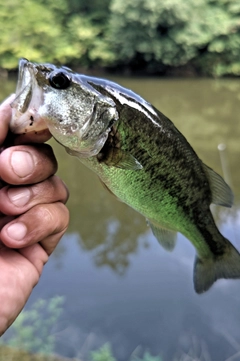 ラージマウスバスの釣果