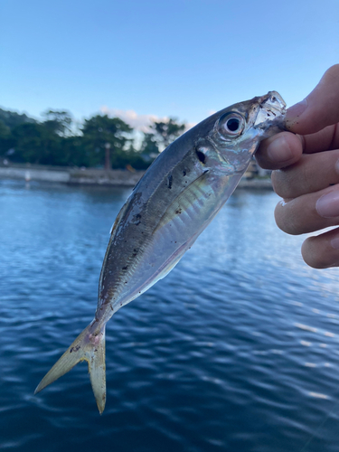 マアジの釣果