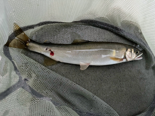 アユの釣果