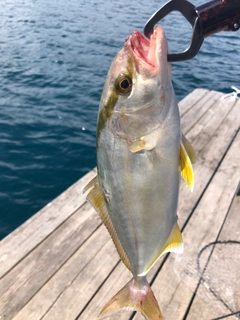 ツバスの釣果