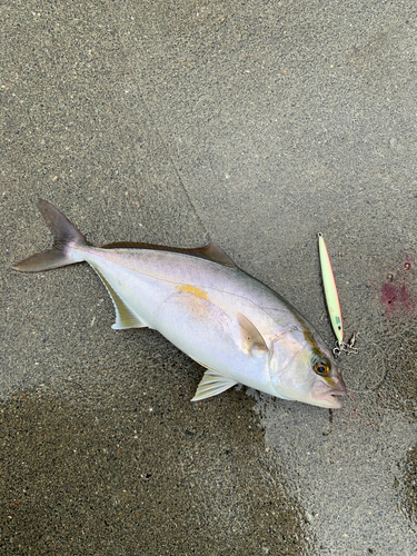 ショッコの釣果