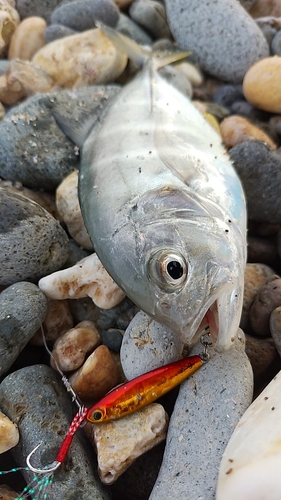 メッキの釣果