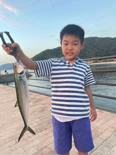 サゴシの釣果