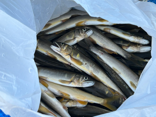 アユの釣果