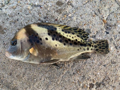 コショウダイの釣果