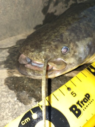 マナマズの釣果