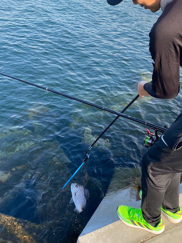 ヘダイの釣果