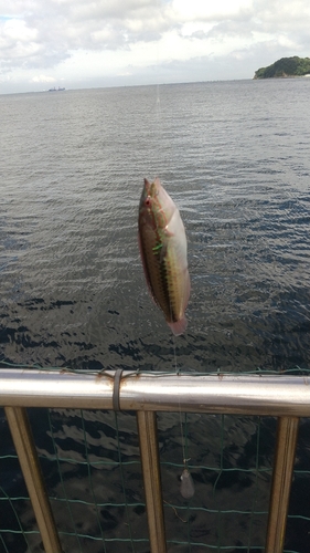 ベラの釣果