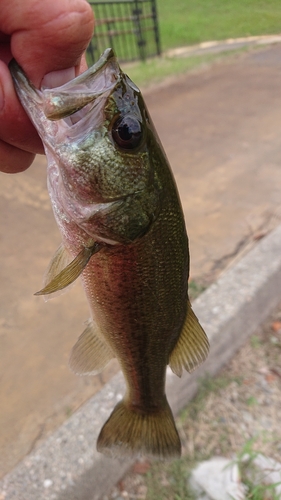 ラージマウスバスの釣果