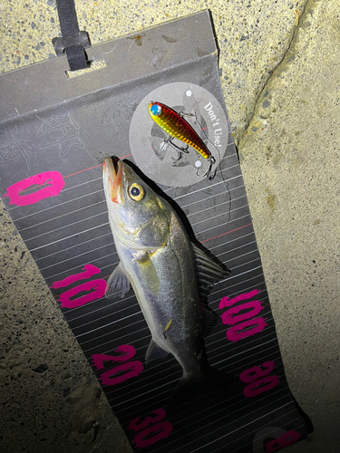 シーバスの釣果