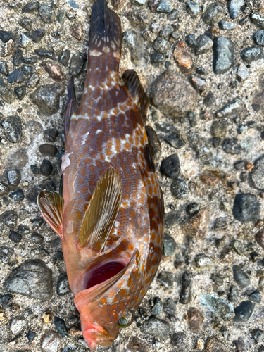 キジハタの釣果