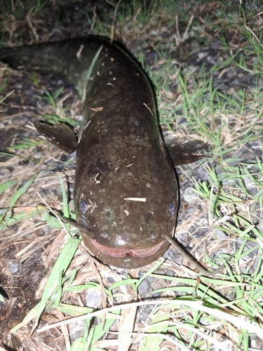 ナマズの釣果