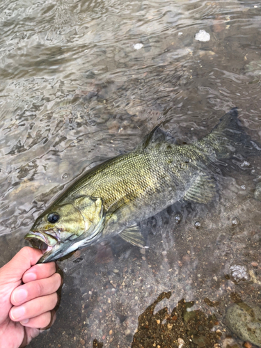 スモールマウスバスの釣果