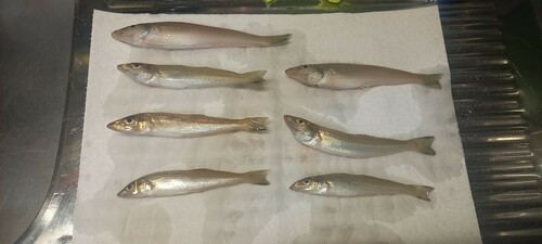 シロギスの釣果