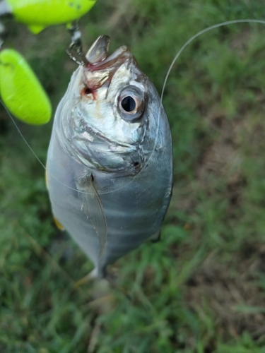 メッキの釣果