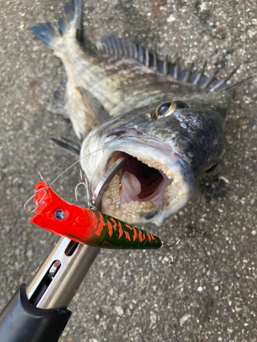 チヌの釣果