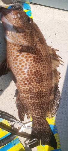 オオモンハタの釣果