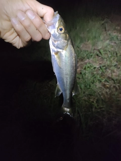 セイゴ（マルスズキ）の釣果